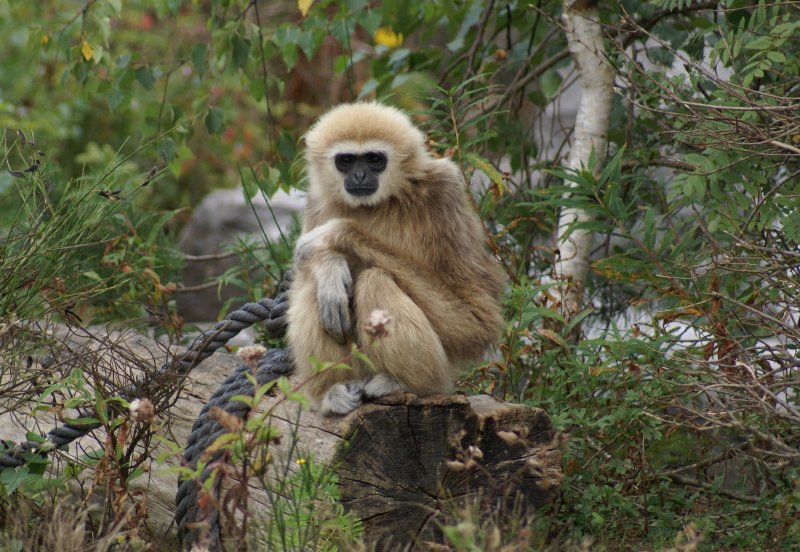 Gibbon Monkey Diet