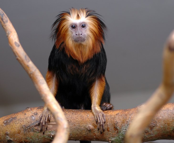tamarin monkey for sale