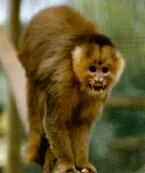 Brown Pale-fronted Capuchin
