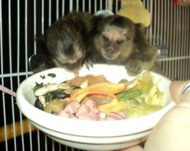 Marmosets Eating