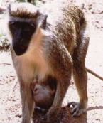 Tantalus Monkey