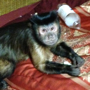 capuchin monkey tiki