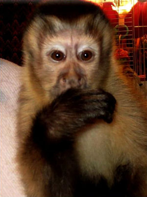 baby capuchin in troop