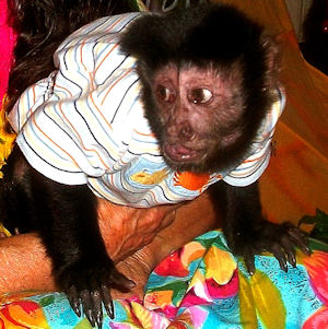 pincher alpha male capuchin