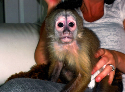 capuchin with food allergies