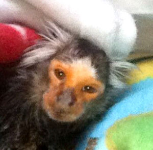 sick marmoset urinary tract infection