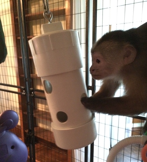 primate enrichment feeder