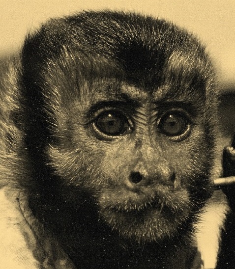 penny capuchin monkey