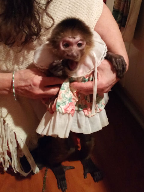 aging capuchin monkey