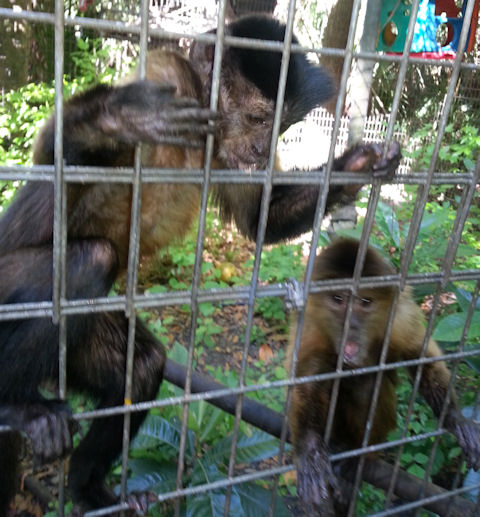 aging capuchin pair