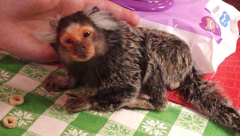 aging marmoset monkey