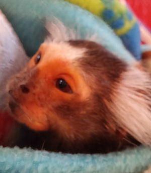 closeup aging marmoset