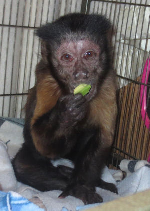 old depressed capuchin monkey