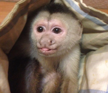 casper capuchin