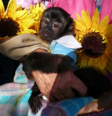 companion capuchin monkey