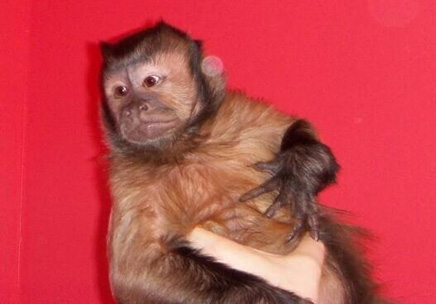 tiki capuchin monkey