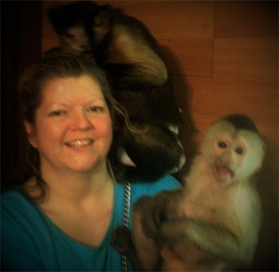 silly capuchin monkeys