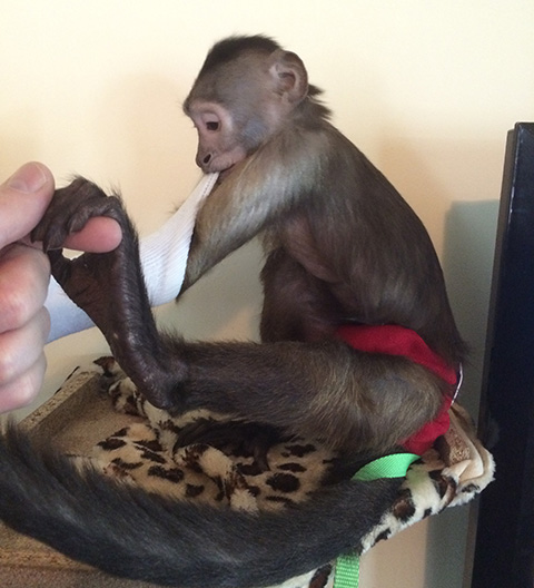 cooper capuchin getting dressed