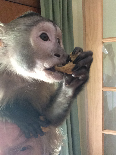 eating monkey biscuits