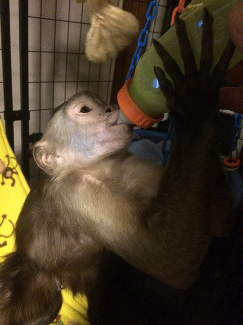 monkey bottle feeding