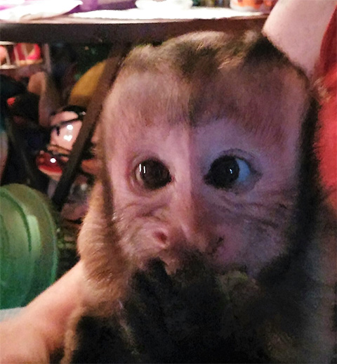 opie capuchin monkey rehome