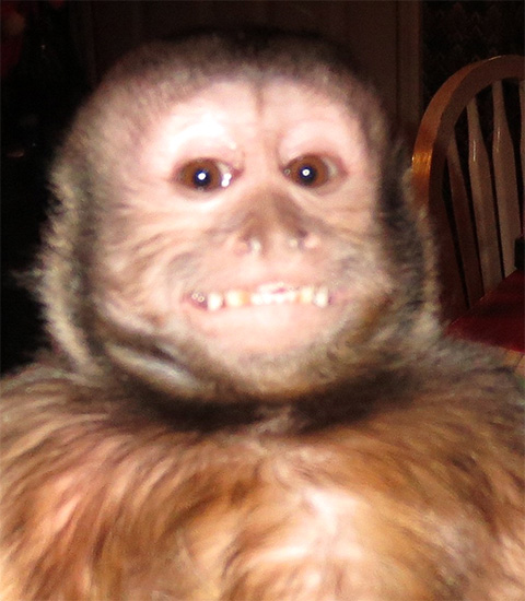 sophie capuchin monkey