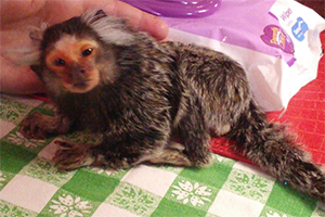 old male common marmoset monkey chewie