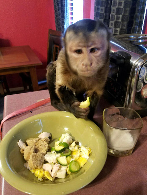 capuchin eating breakfast