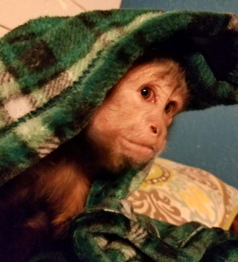 capuchin hiding under blankets