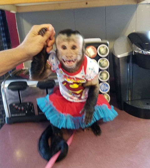 dressed up capuchin monkey
