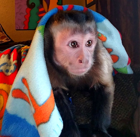 opie rehomed capuchin