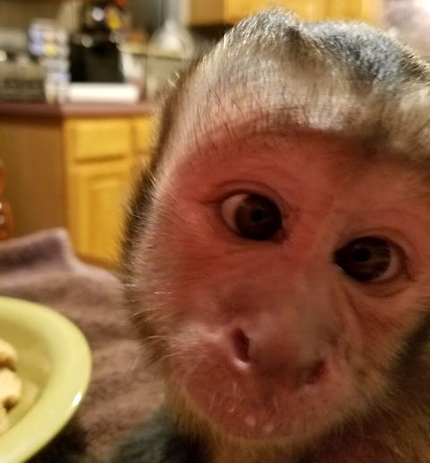 silly capuchin monkey