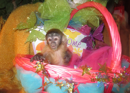 young capuchin monkey