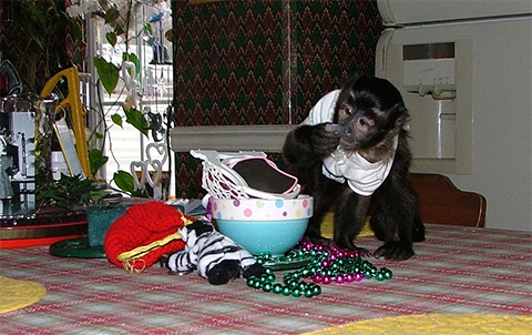 capuchin playing with beads