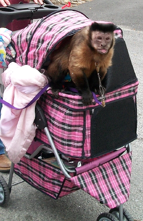 capuchin stroller