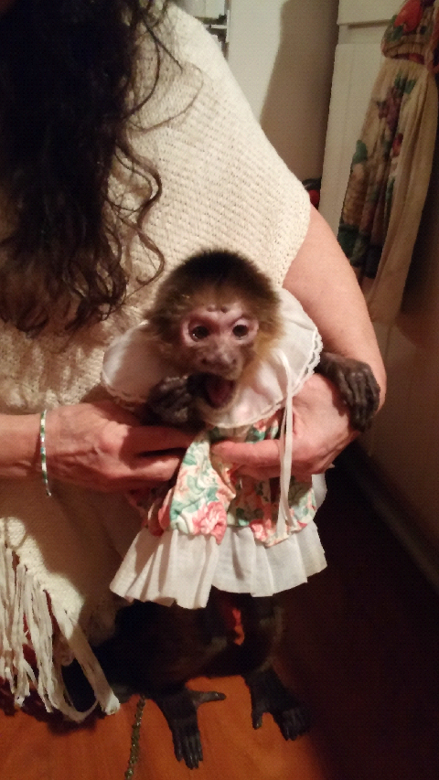 senior capuchin monkey