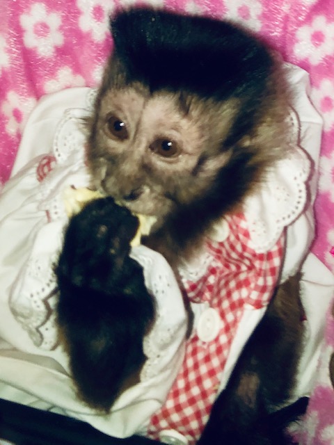 diabetic capuchin