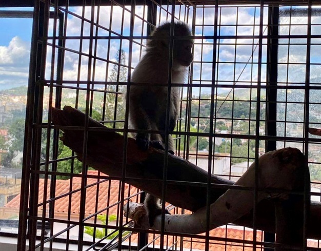 baby capuchin monkey enclosure