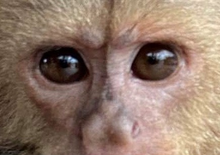capuchin eyes