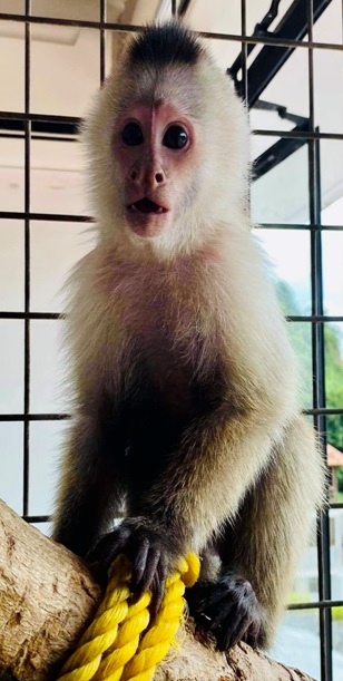 capuchin youngster