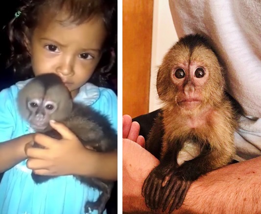 capuchin monkey with children