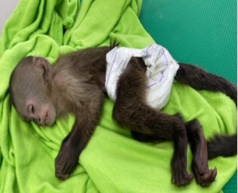 sedated capuchin monkey