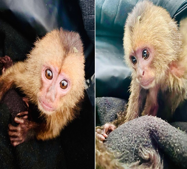 wild baby capuchin monkey