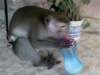 Java Macaque