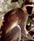 Vervet Monkey